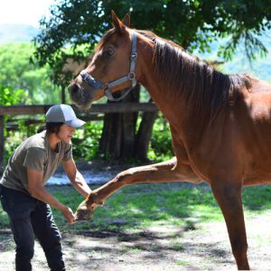 blessure cheval soin énergétique