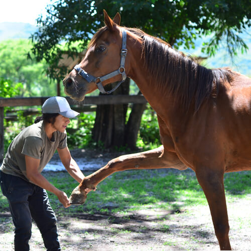 blessure cheval soin énergétique