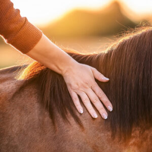Soin énergétique du cheval