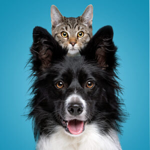 Soin énergétique du chien et du chat