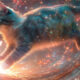 Chaton gris-bleu bondissant à travers un flux d'énergie cosmique aux teintes chaudes et froides, évoquant un soin énergétique à distance.
