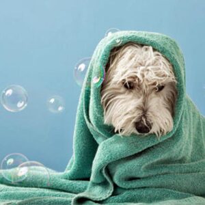 opération chien chat soin énergétique