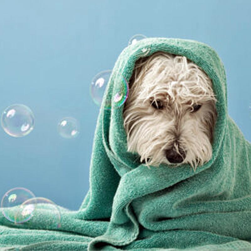 opération chien chat soin énergétique