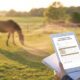 Suivi cure énergétique cheval